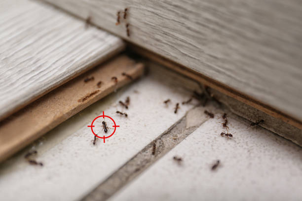 Best Termite Control Services  in Und City, MO