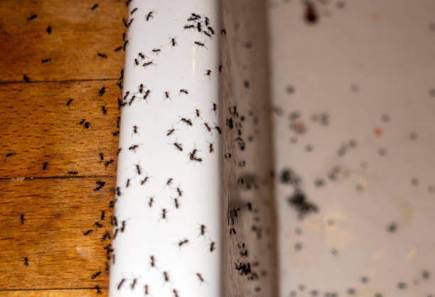 Best Mosquito Control Services  in Und City, MO